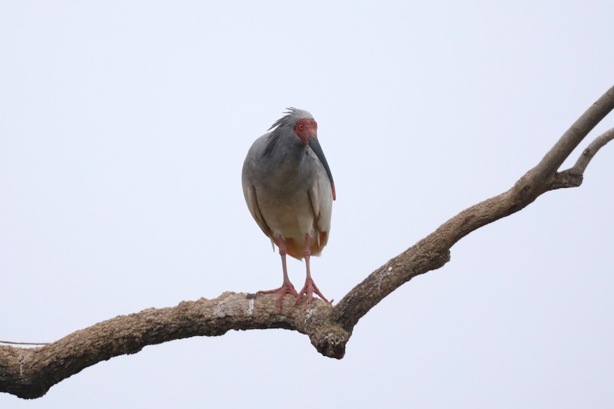 Crested Ibis - ML617083168