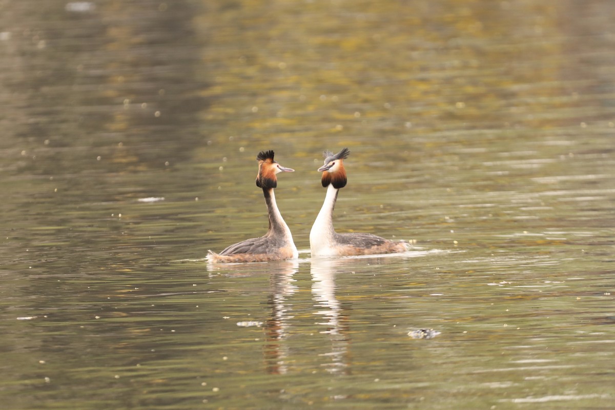 Great Crested Grebe - ML617083204