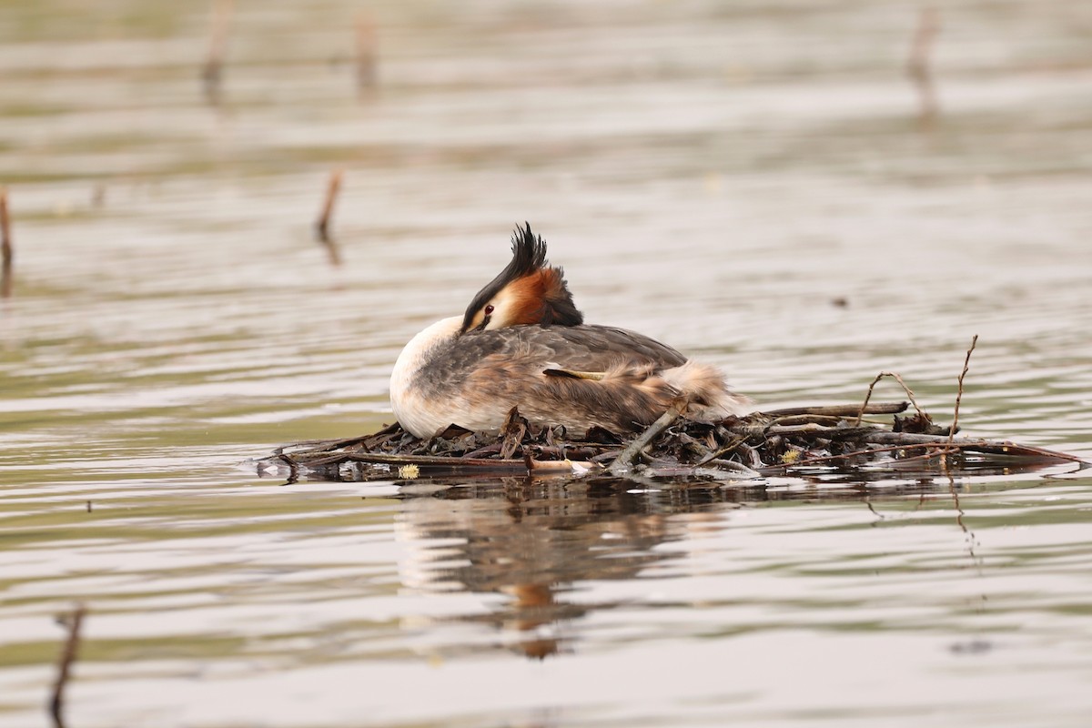 Great Crested Grebe - ML617083205