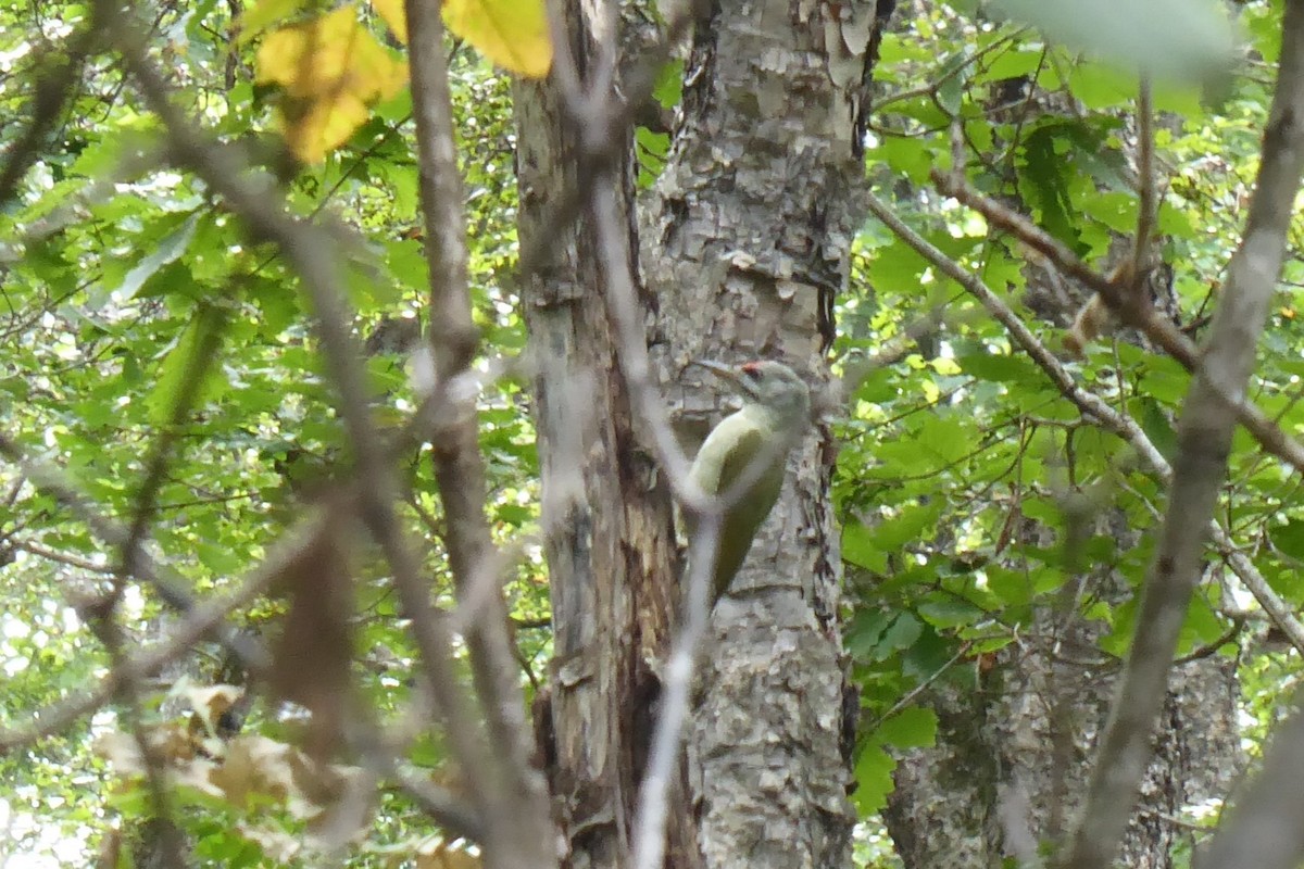 Gray-headed Woodpecker - ML617083223