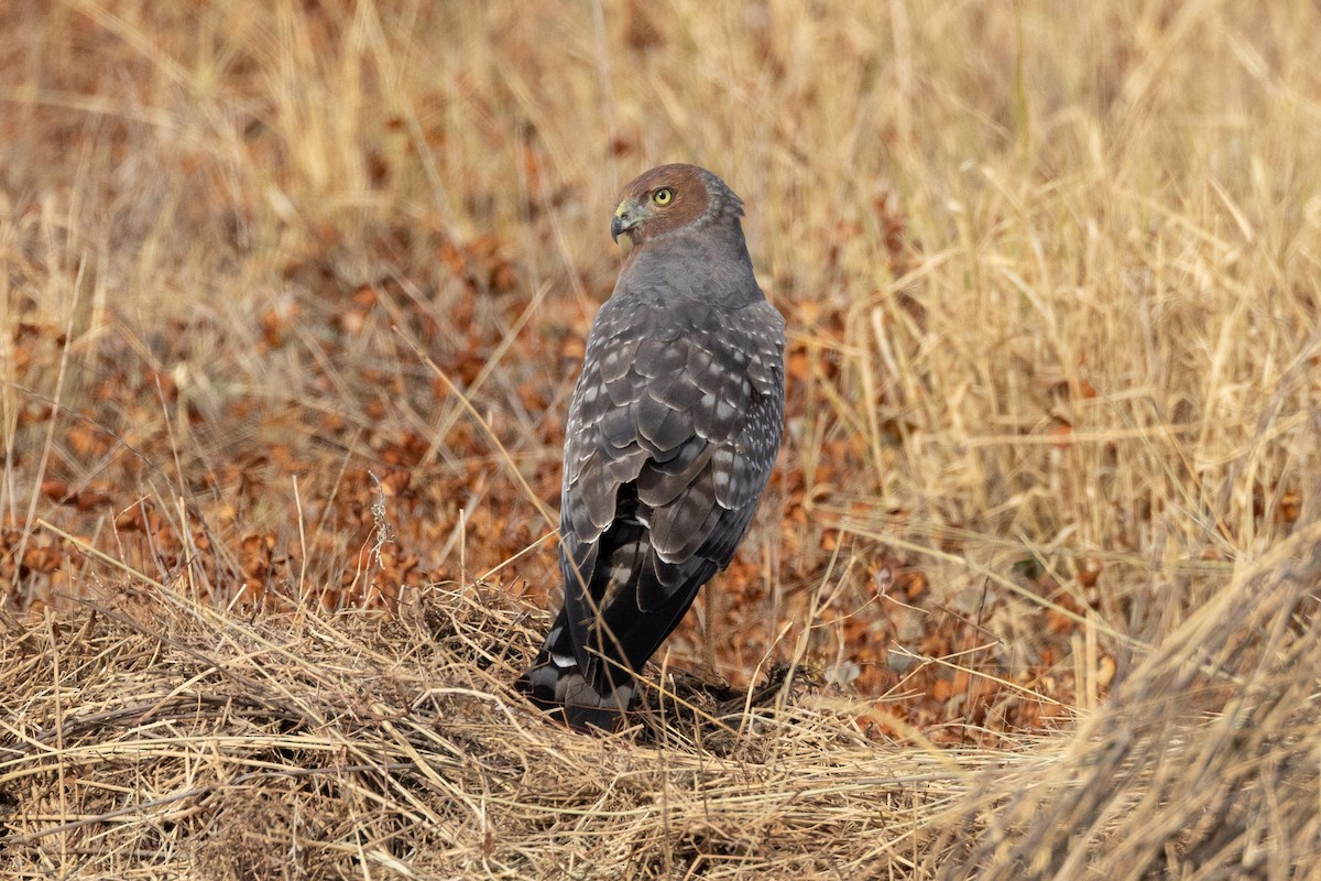 Spotted Harrier - ML617083228