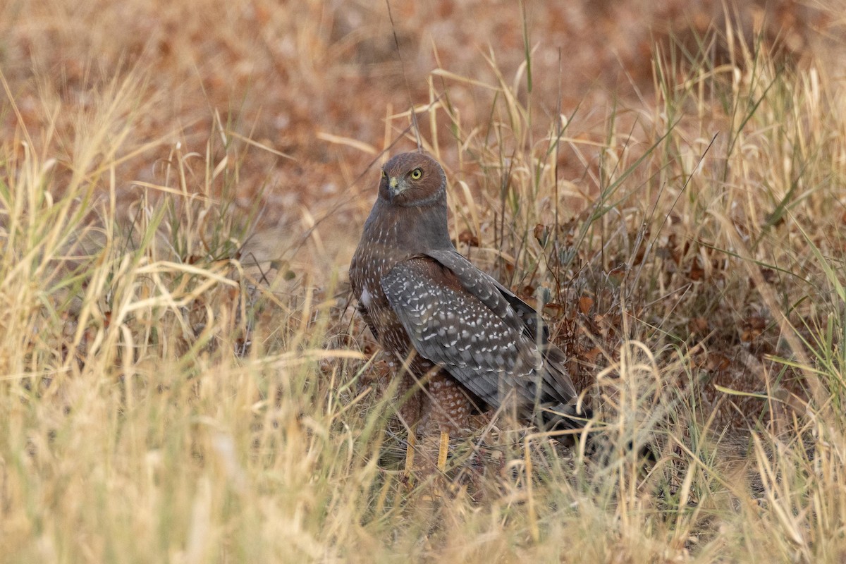 Spotted Harrier - ML617083229