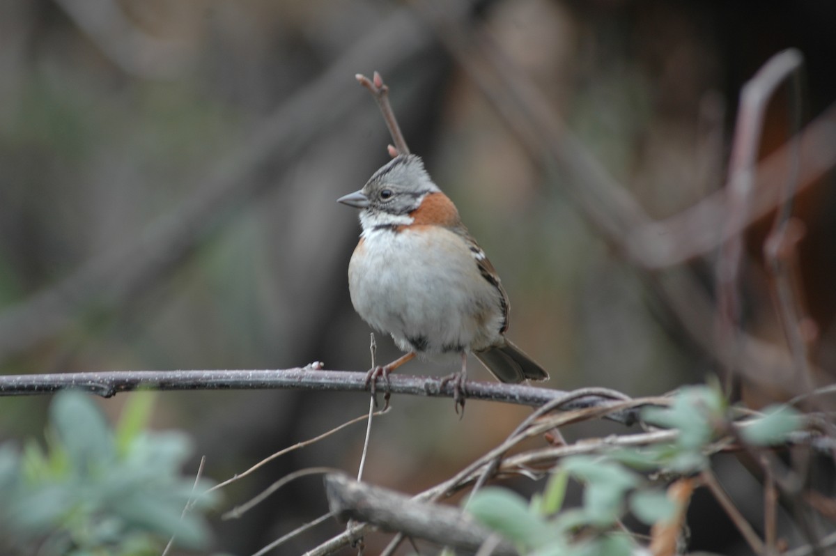 Rufous-collared Sparrow - Andrew Dobson