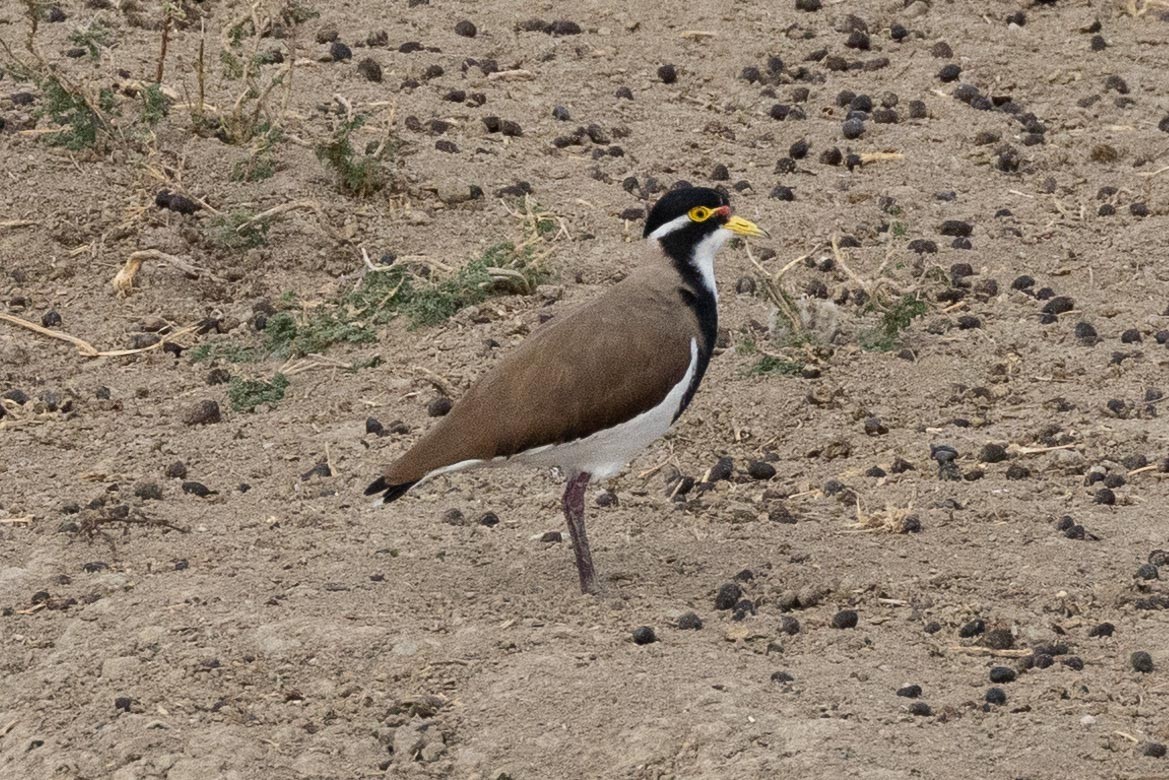 Banded Lapwing - ML617083241
