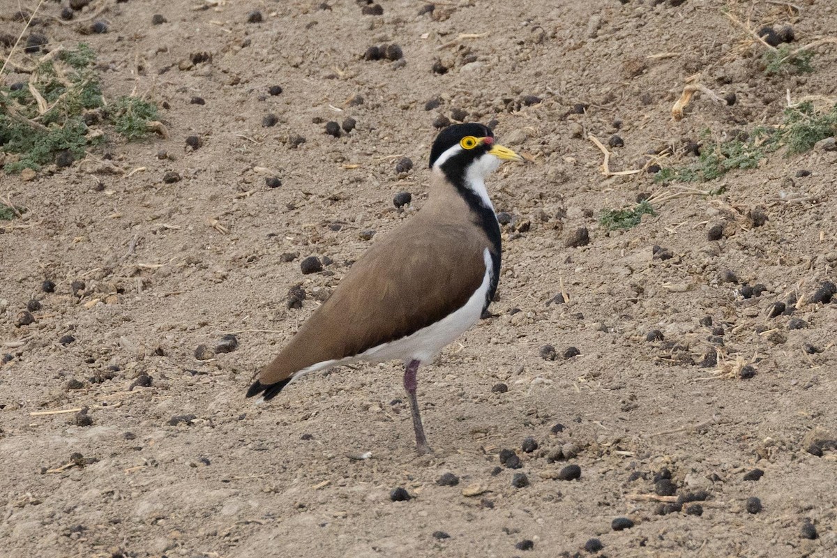 Banded Lapwing - ML617083242