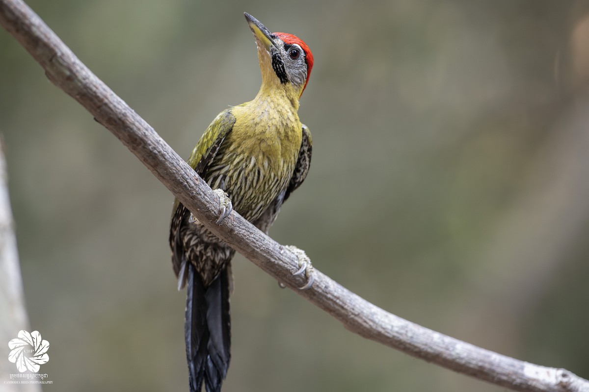 Laced Woodpecker - ML617083291
