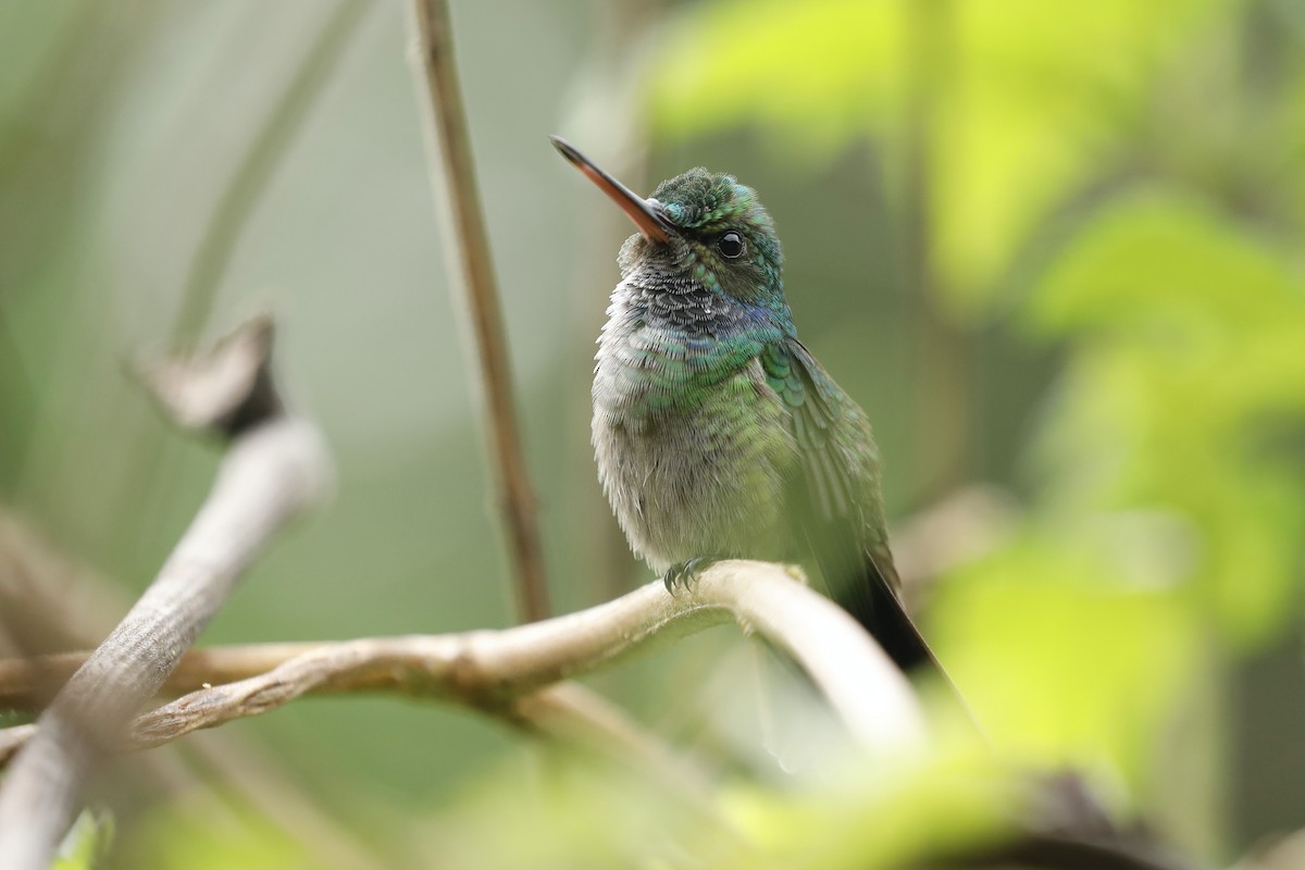 Charming Hummingbird - ML617083303