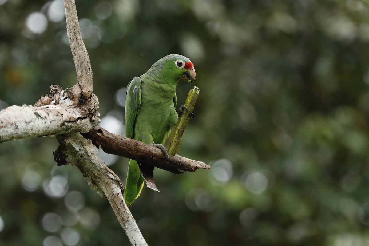 Red-lored Parrot - ML617083308
