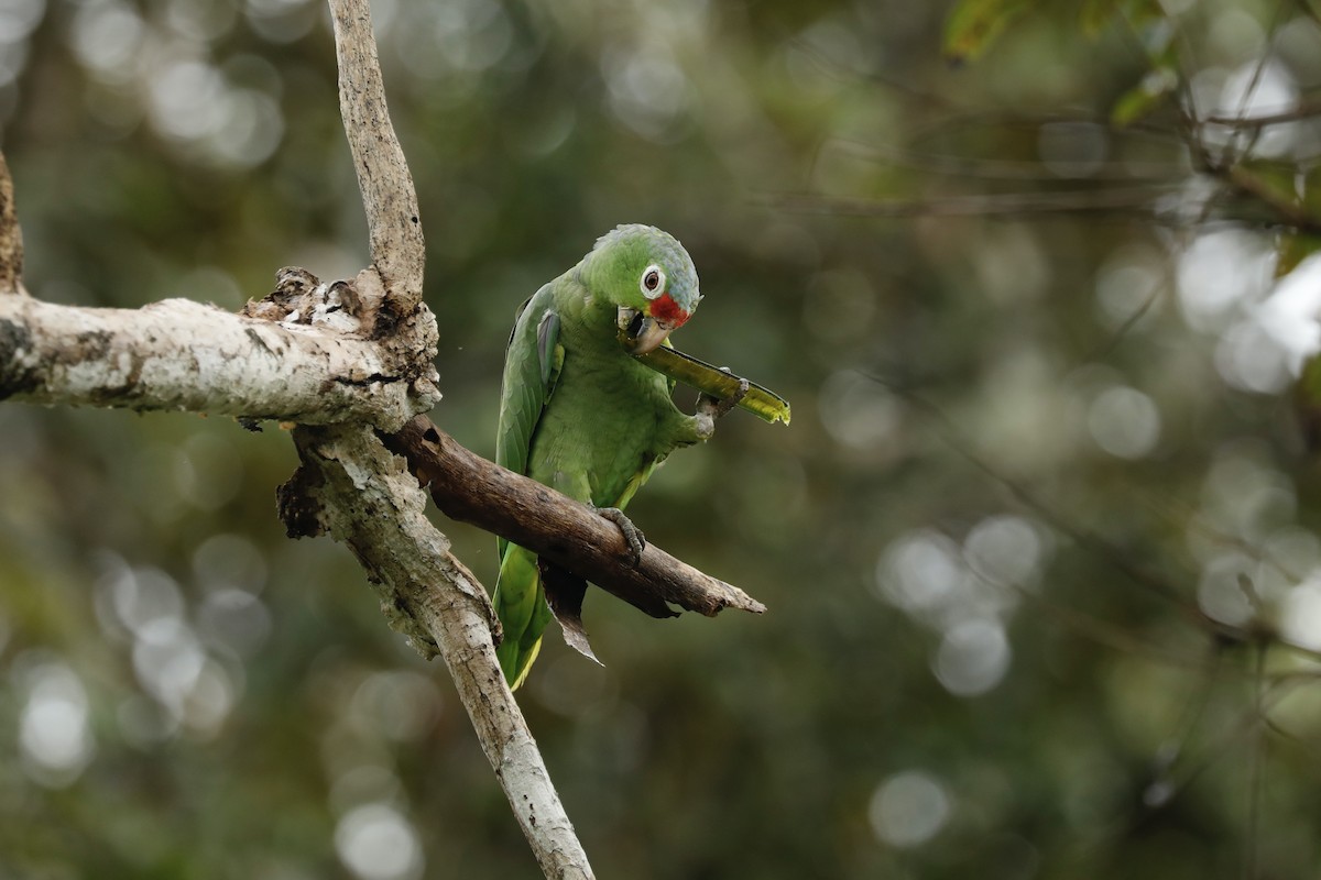 Red-lored Parrot - ML617083310