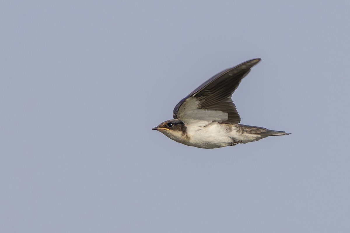 Wire-tailed Swallow - ML617083365
