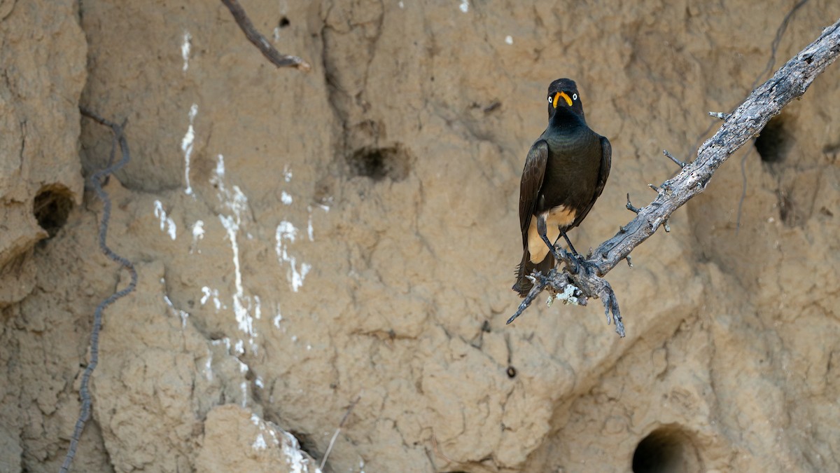 African Pied Starling - ML617083404