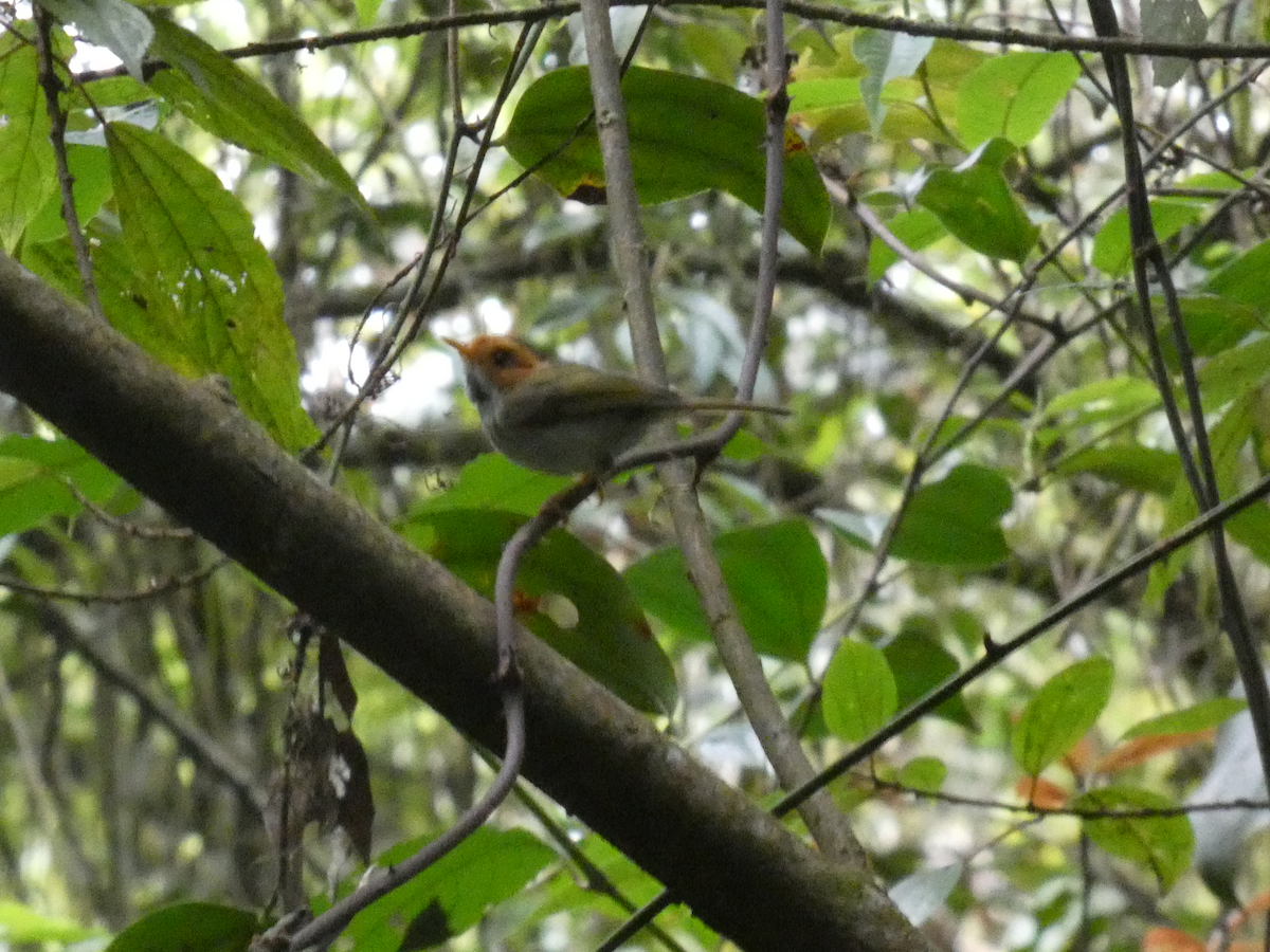 Rufous-faced Warbler - ML617083417