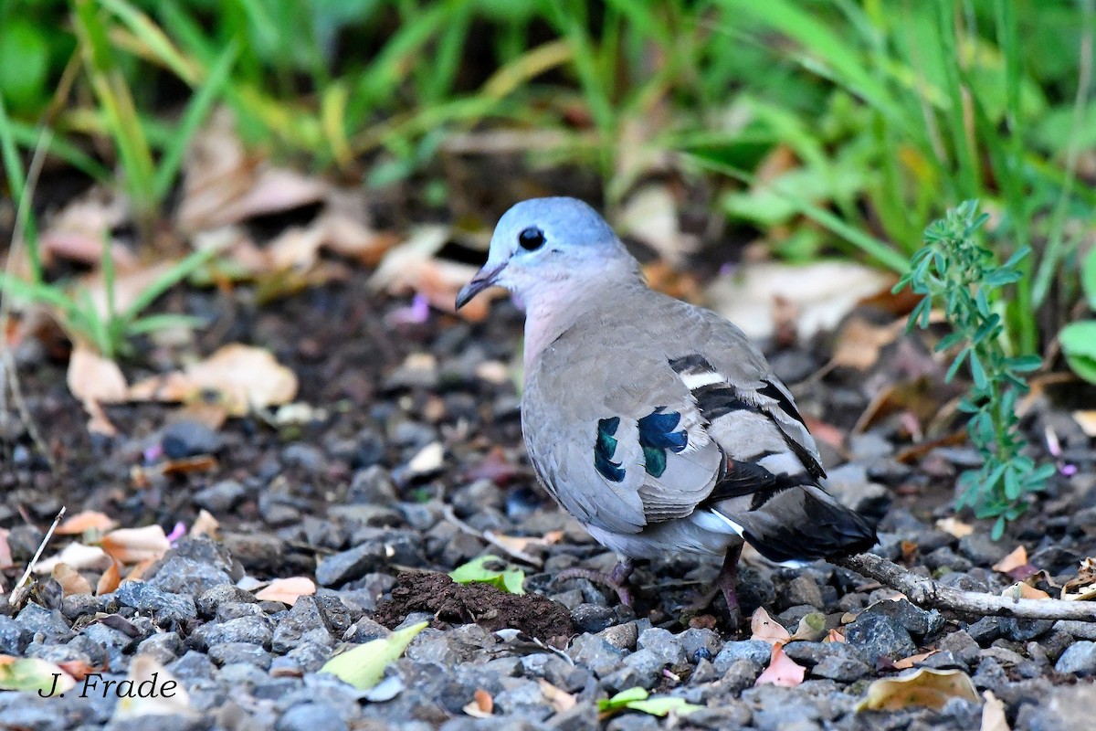 Emerald-spotted Wood-Dove - ML617083430