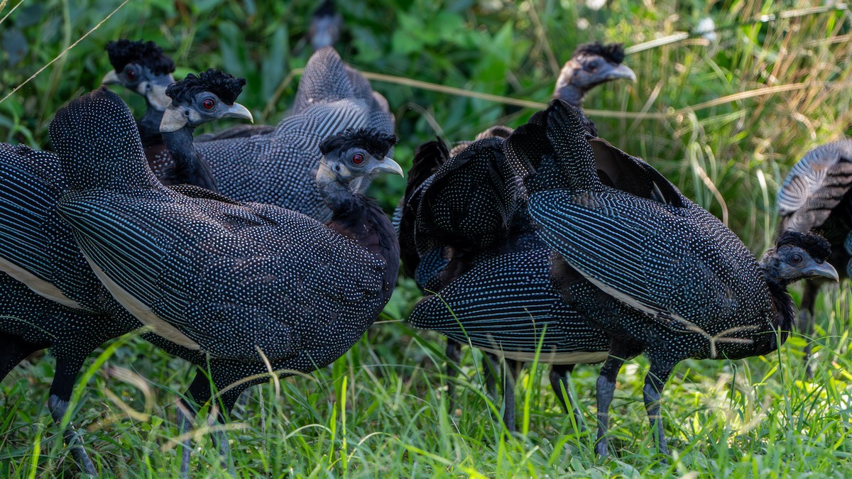 Southern Crested Guineafowl - ML617083538