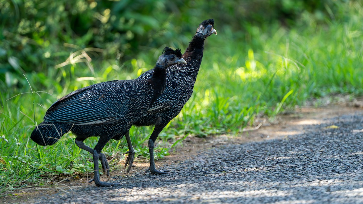 Southern Crested Guineafowl - ML617083539