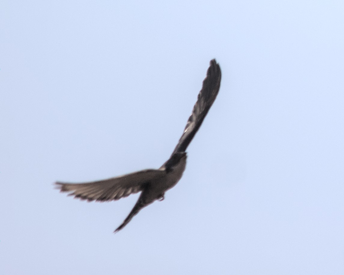Thick-billed Cuckoo (African) - Cameron Blair
