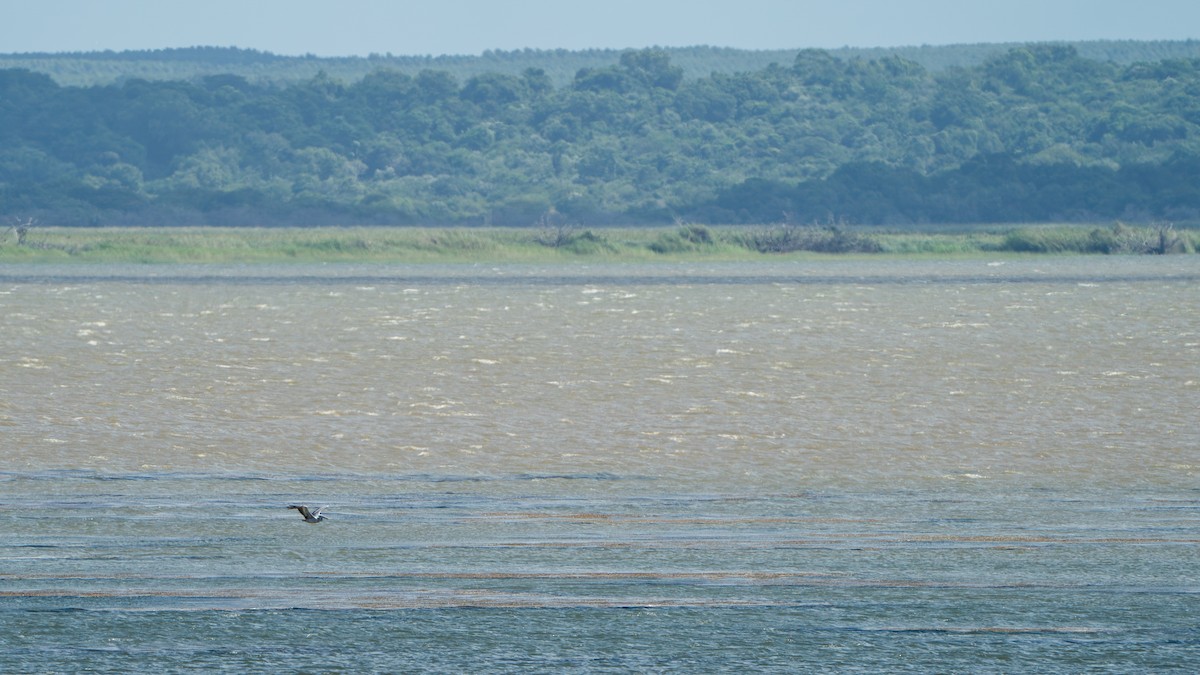 Pink-backed Pelican - ML617083575