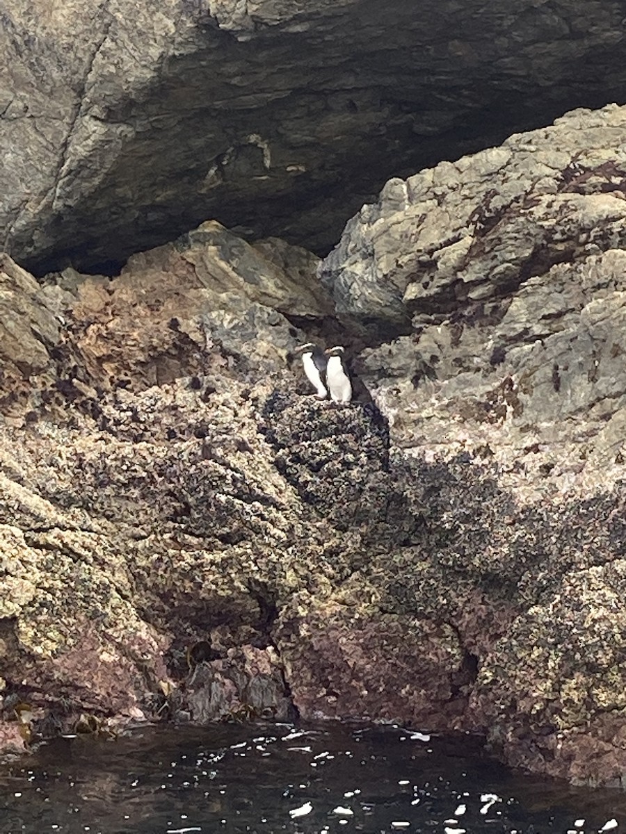 Pingüino de Fiordland - ML617083602