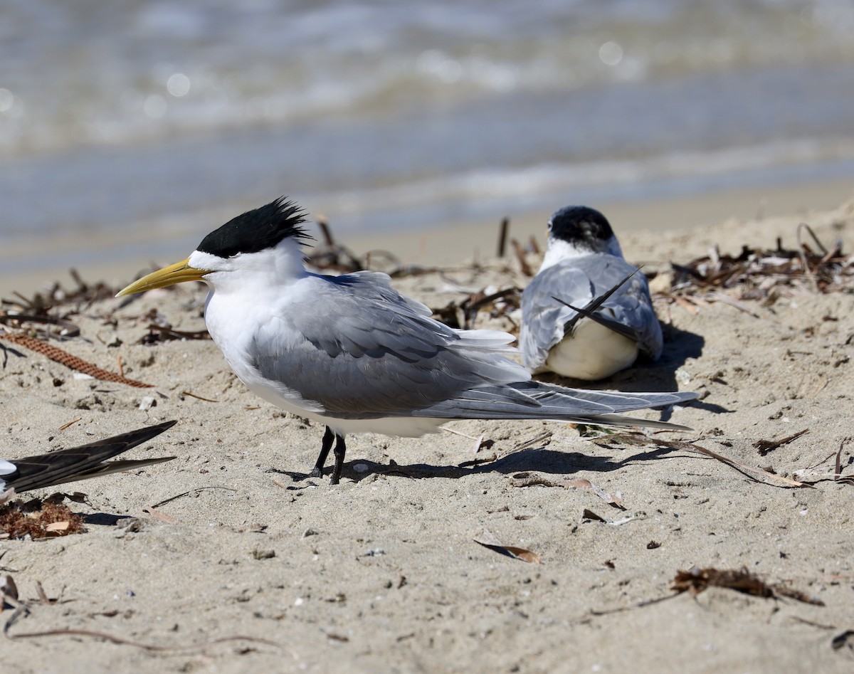 Great Crested Tern - ML617083668