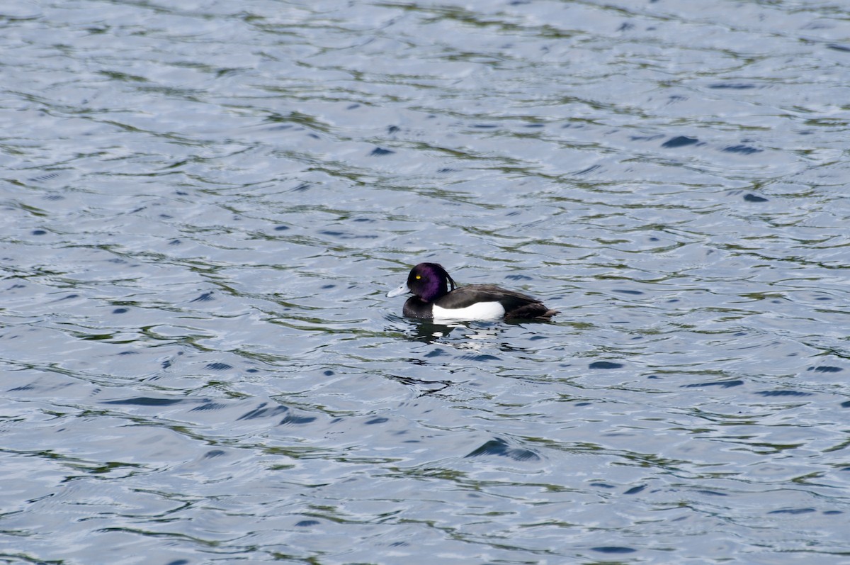Tufted Duck - ML617083771