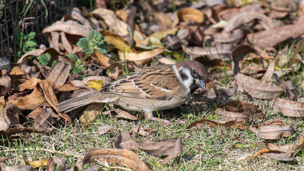 Eurasian Tree Sparrow - ML617083810