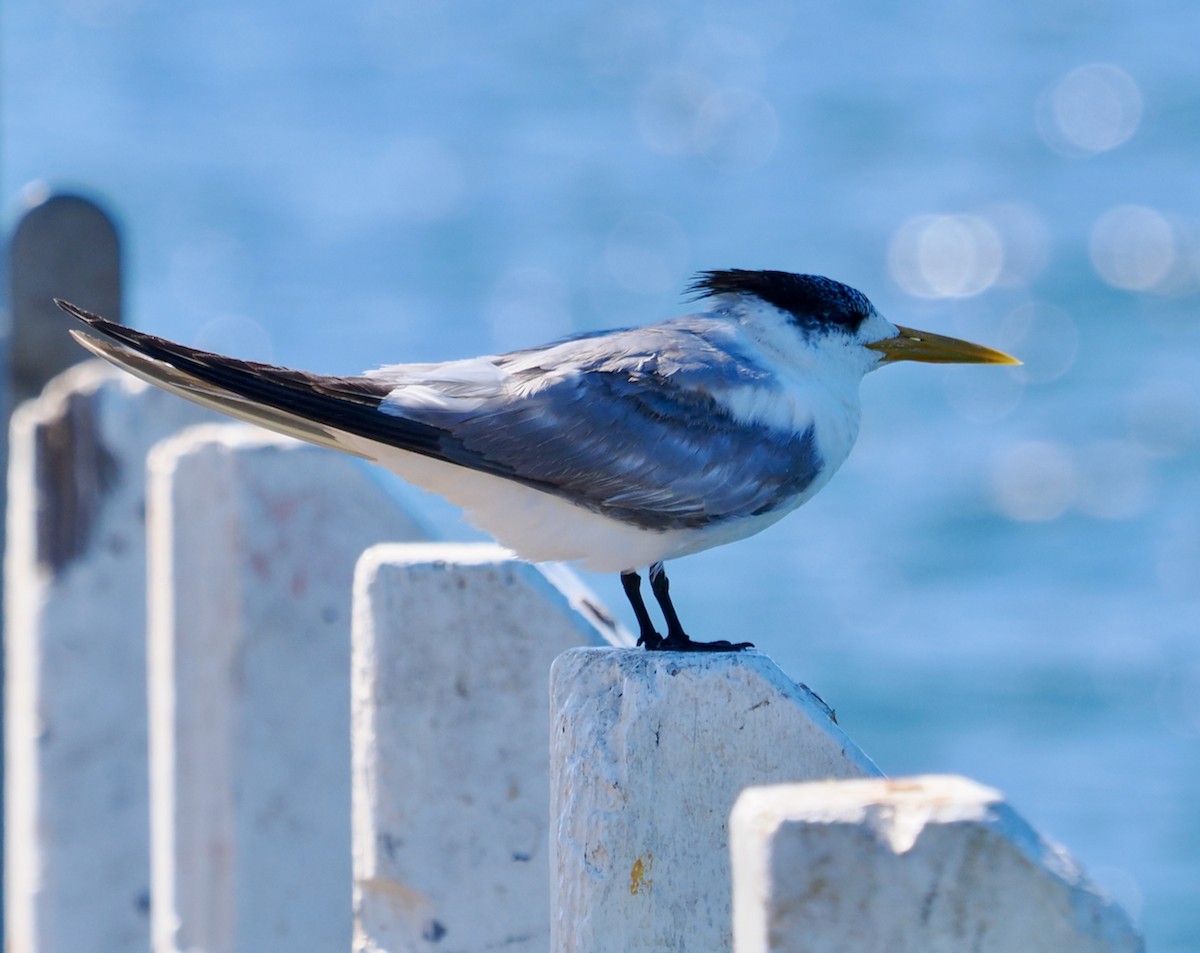 Great Crested Tern - ML617083874