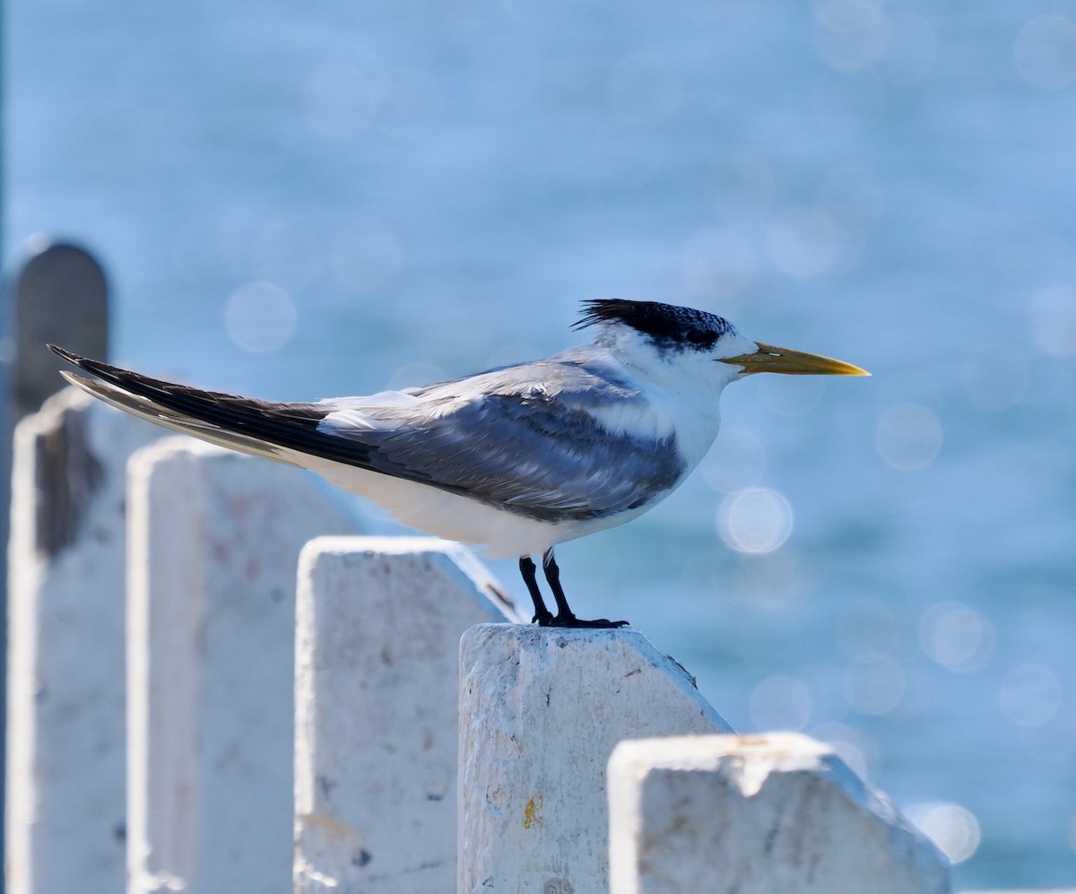 Great Crested Tern - ML617083875