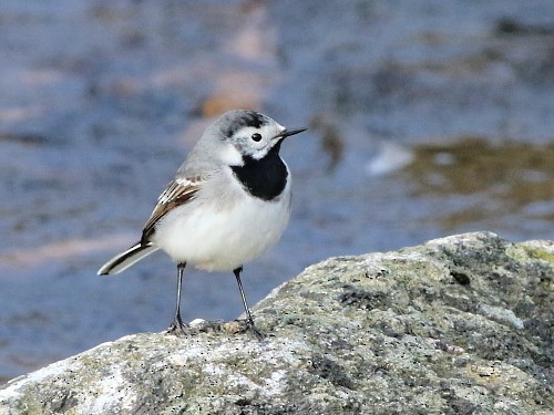 White Wagtail (White-faced) - ML617084057