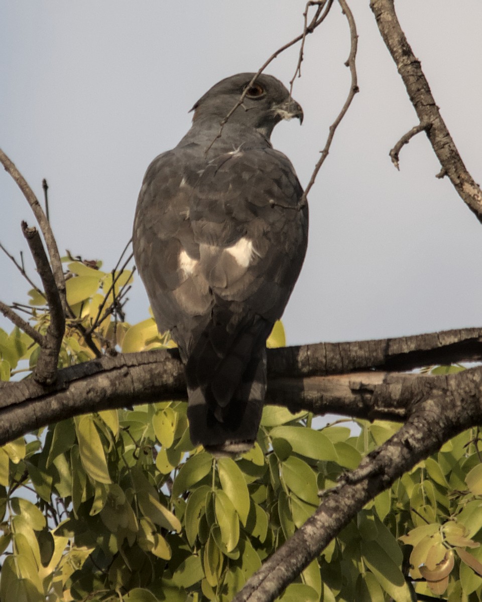 African Cuckoo-Hawk - ML617084106