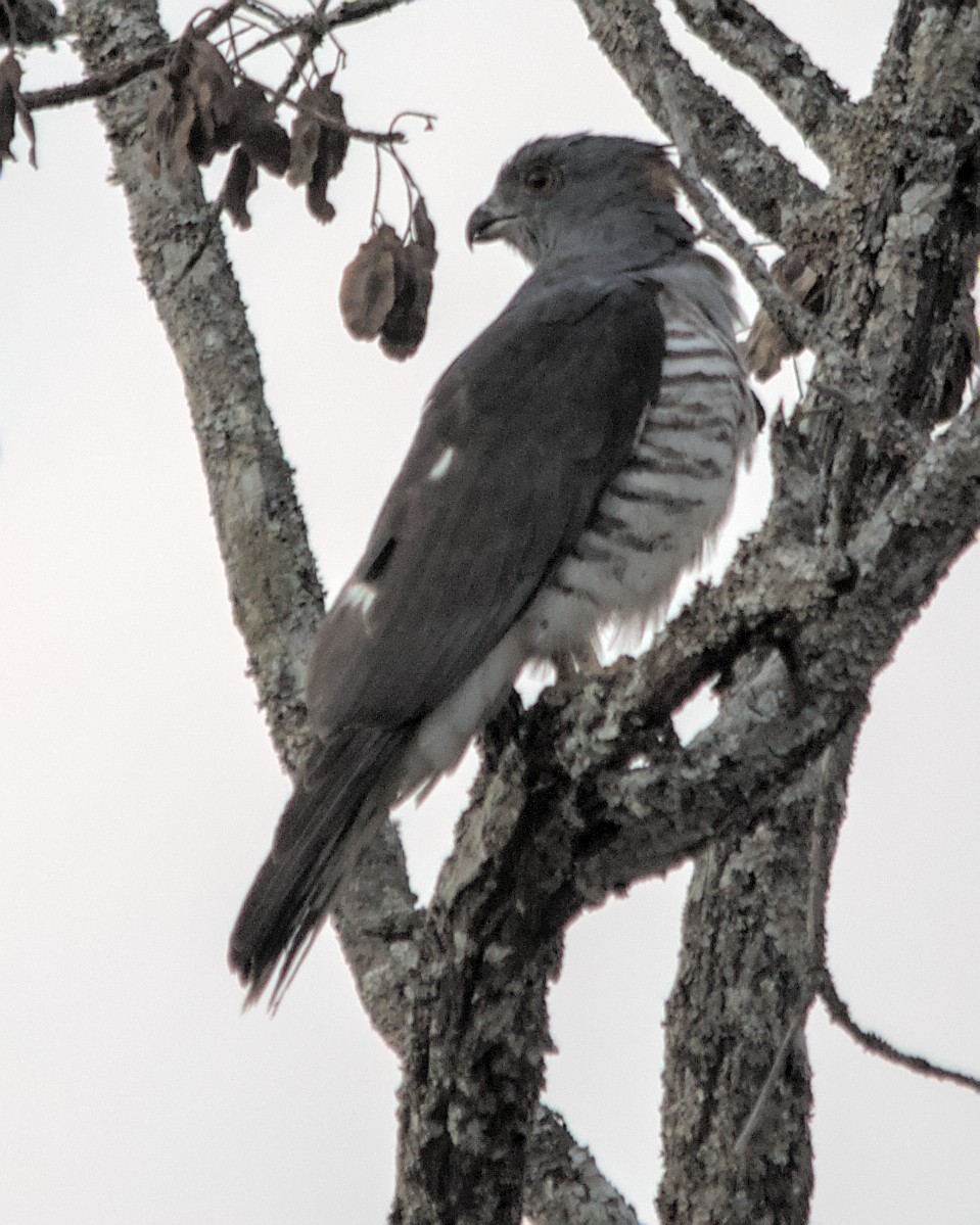 African Cuckoo-Hawk - ML617084107