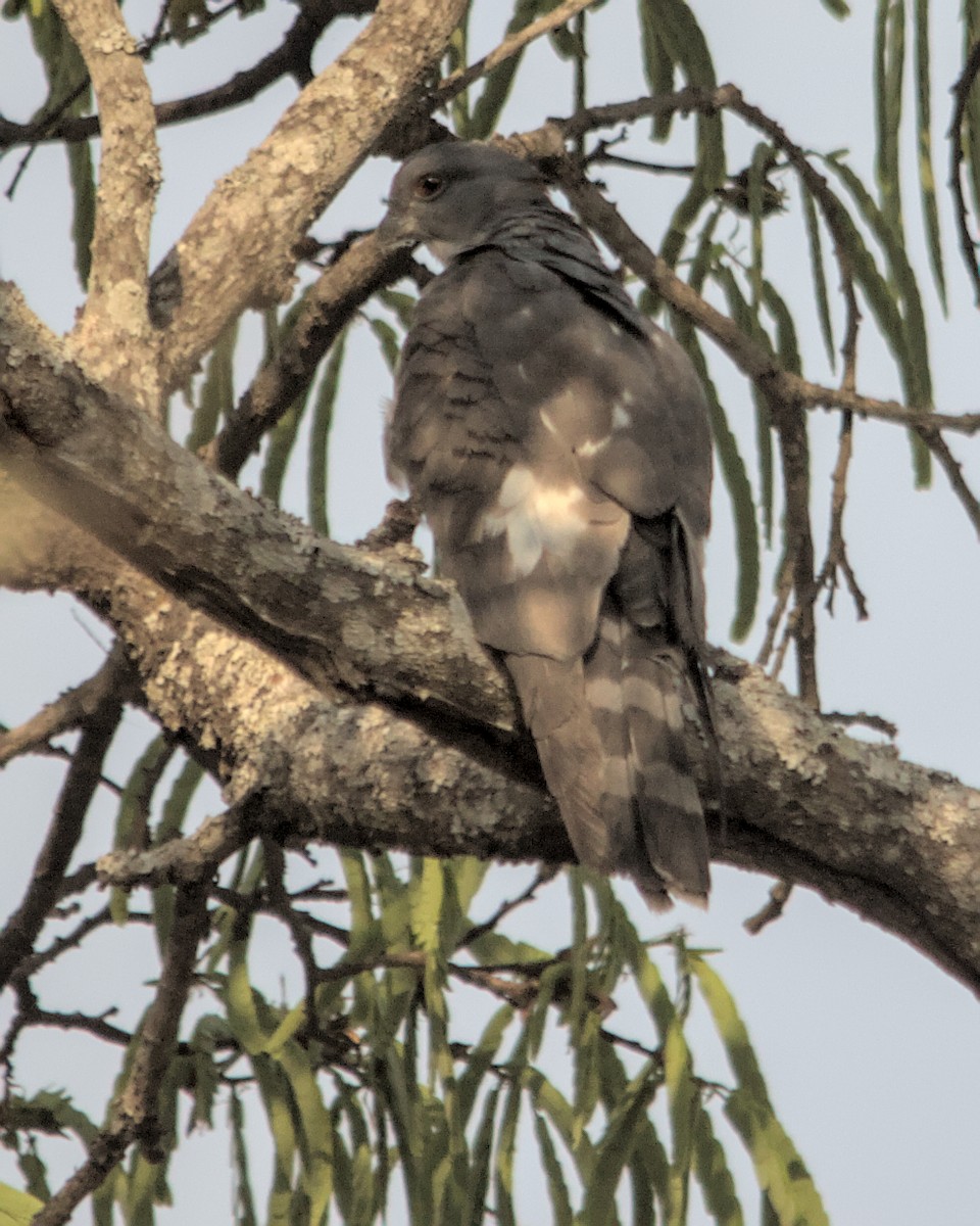 African Cuckoo-Hawk - ML617084108