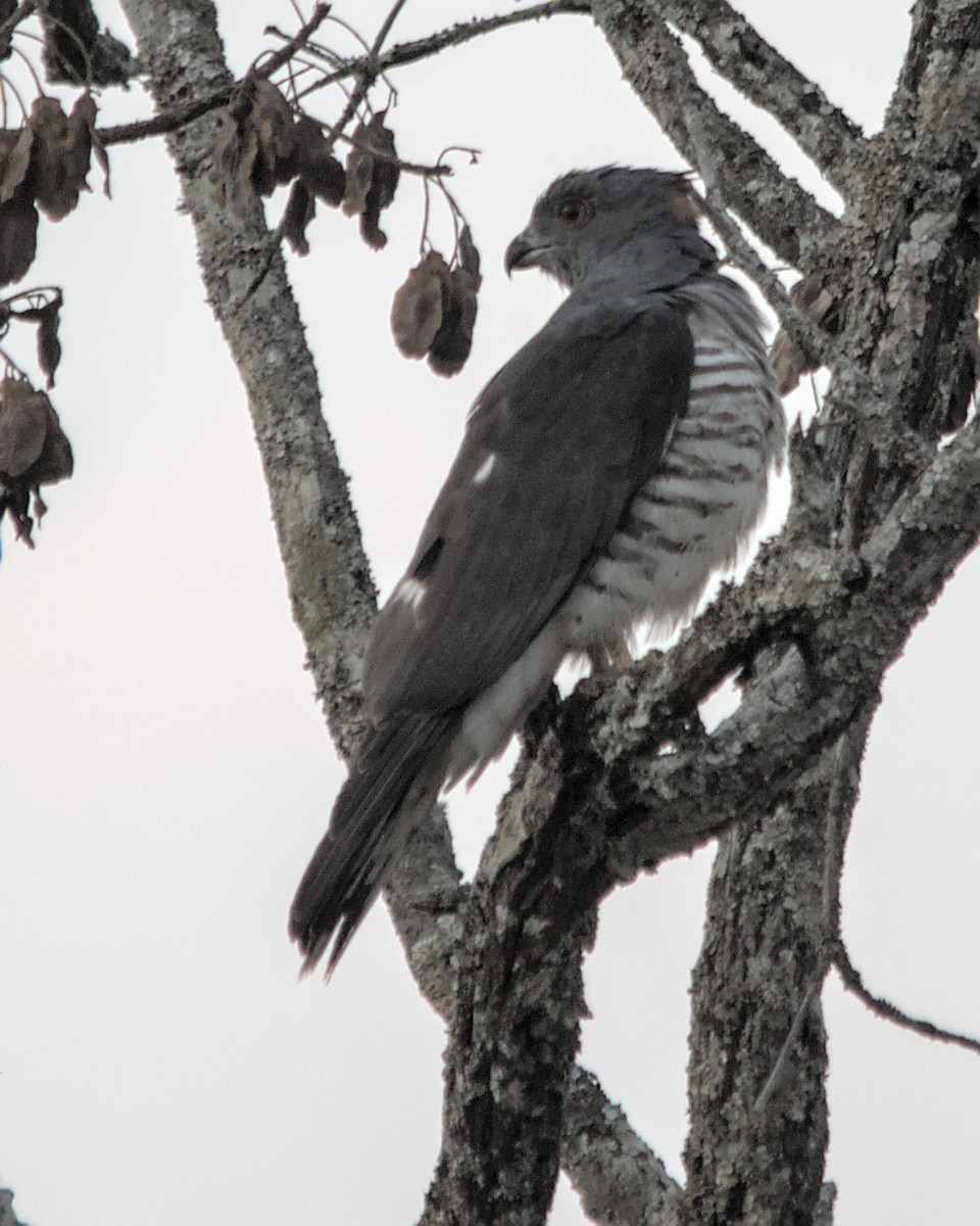 African Cuckoo-Hawk - ML617084109