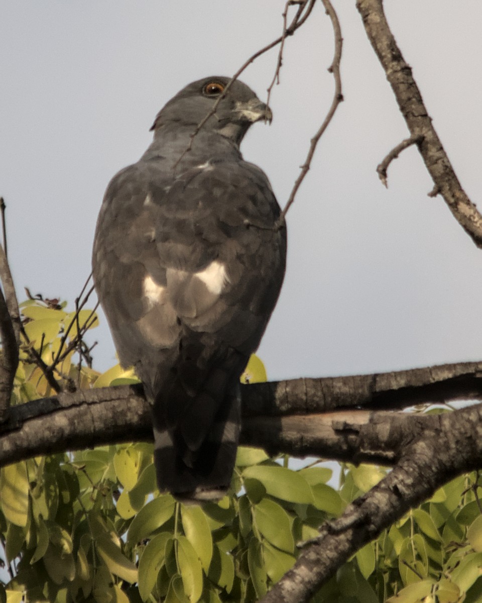 African Cuckoo-Hawk - Cameron Blair