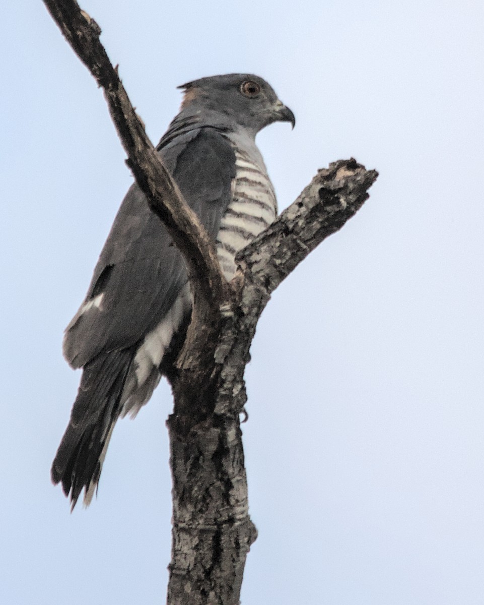 African Cuckoo-Hawk - ML617084112