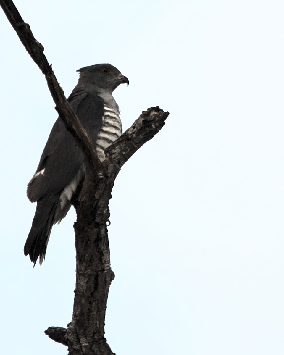 African Cuckoo-Hawk - ML617084113