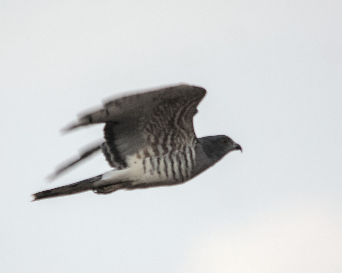 African Cuckoo-Hawk - ML617084114