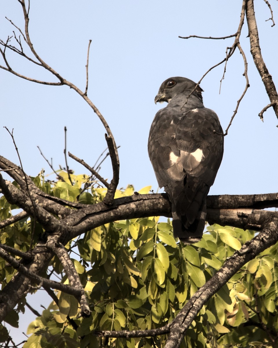 African Cuckoo-Hawk - ML617084115