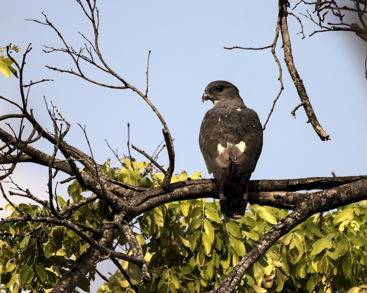 African Cuckoo-Hawk - ML617084116
