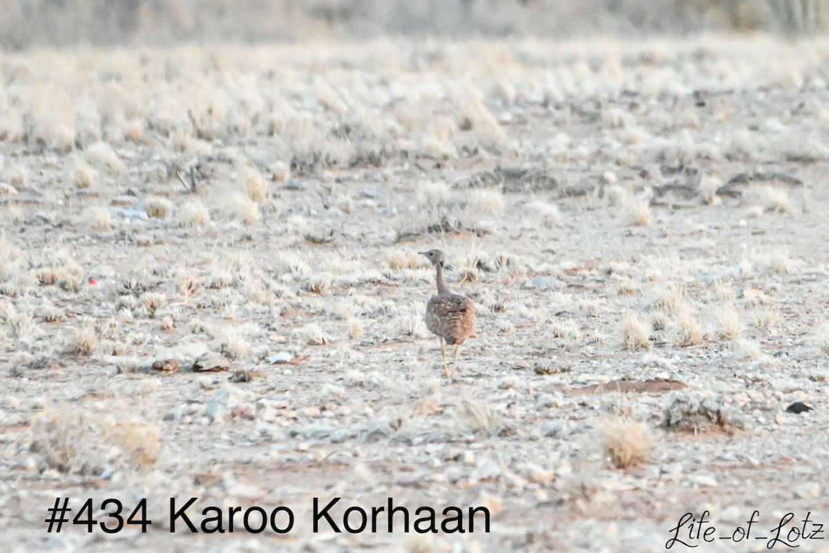 Sisón del Karoo - ML617084168