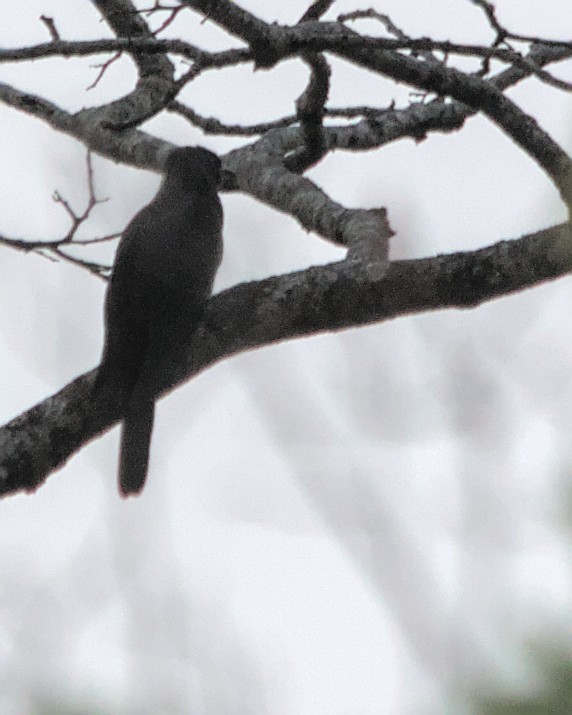 Black Cuckoo (Black) - ML617084191