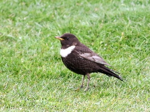 Ring Ouzel (Northern) - ML617084199