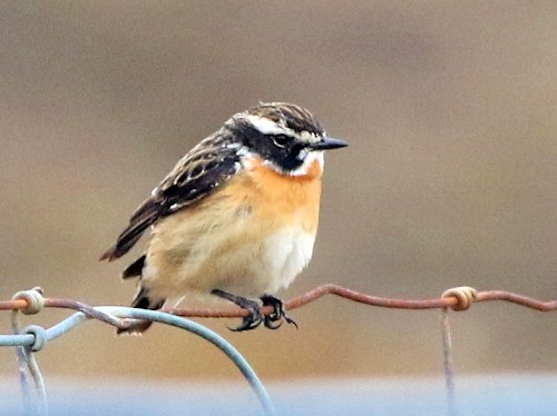 Whinchat - ML617084202