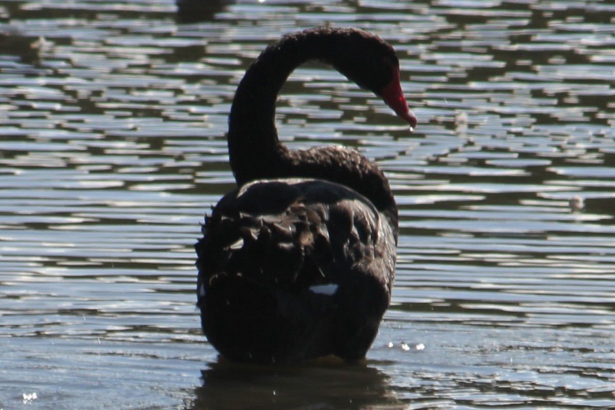 Black Swan - ML617084223