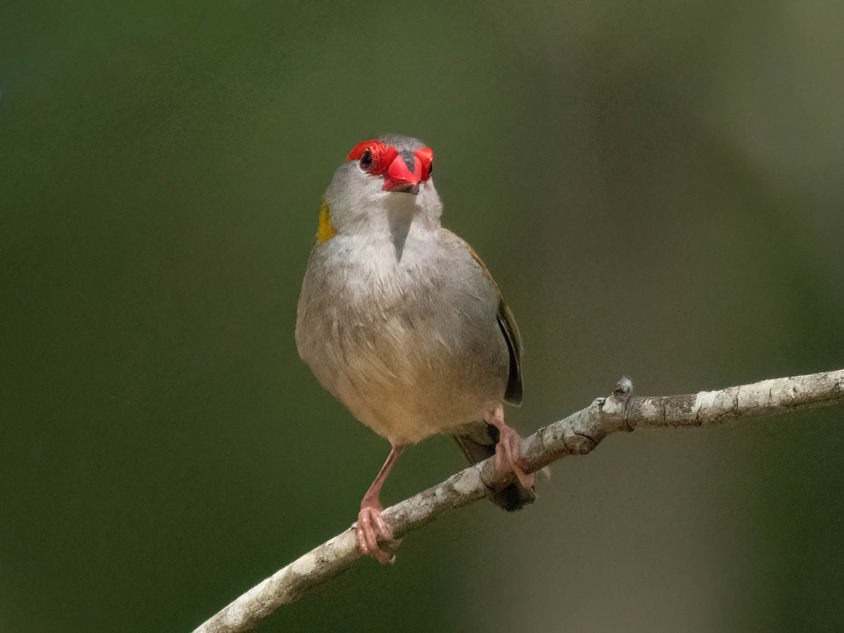 Red-browed Firetail - ML617084268