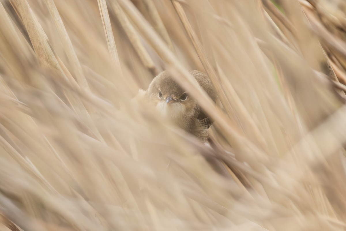 Common Reed Warbler - ML617084287