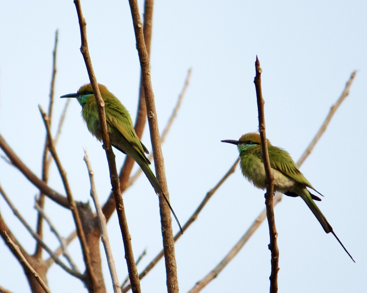 Asian Green Bee-eater - ML617084400