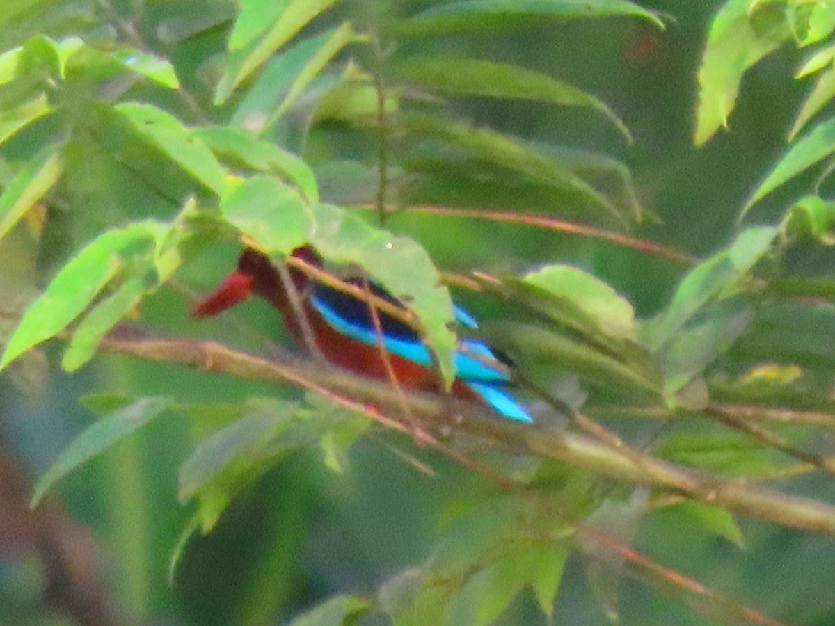 Brown-breasted Kingfisher - ML617084542