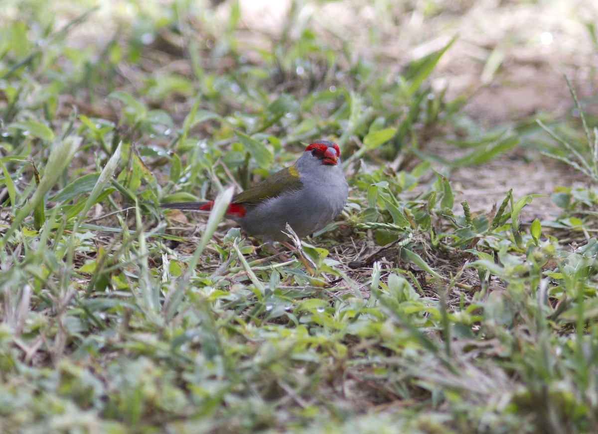Red-browed Firetail - ML617084561