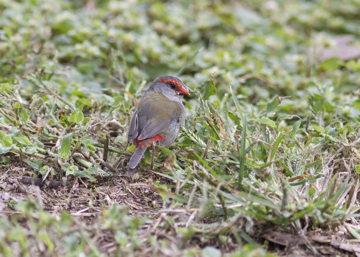 Red-browed Firetail - ML617084562