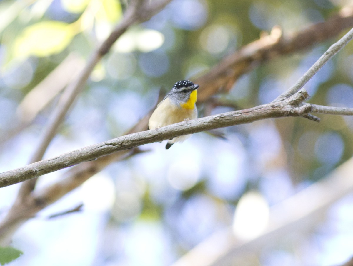 Spotted Pardalote (Spotted) - ML617084592